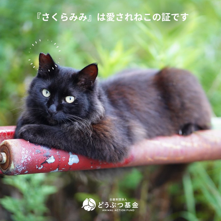 オス メス猫の発情期を綿棒で抑える対処方法は 成功せず失敗することも多い Catハウス
