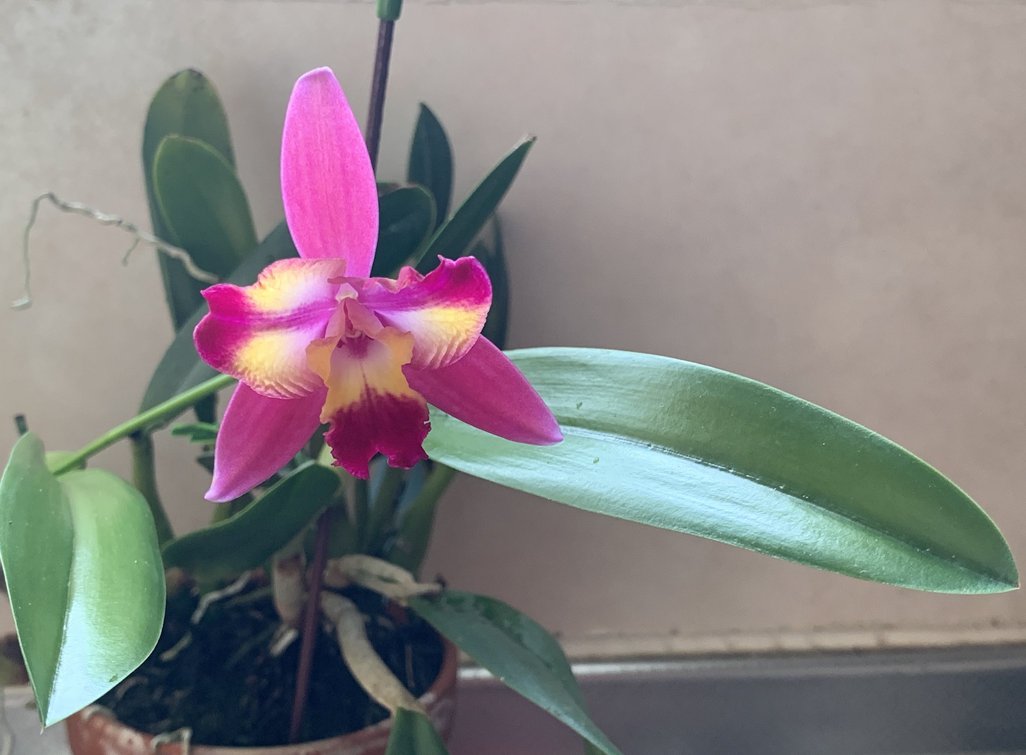 May S Orchids Orchids S Twitter