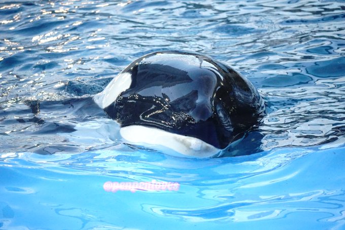 イルカの赤ちゃんのtwitterイラスト検索結果