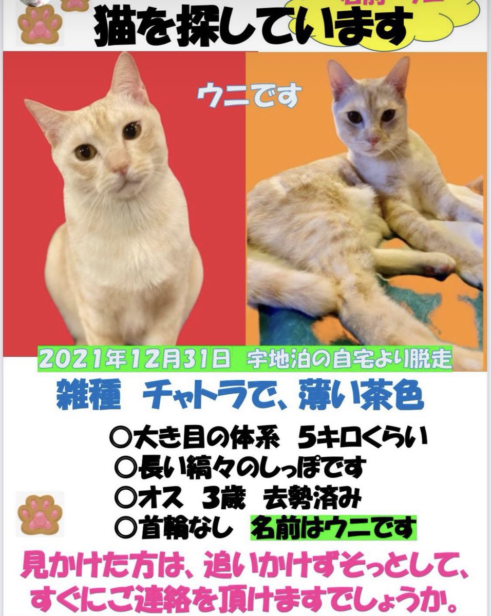 tanabeayumi's tweet photo. 沖縄　宜野湾市　友人の猫が迷子になっています。　みなさん、情報お願いいたします！ https://t.co/A618TE9ydA