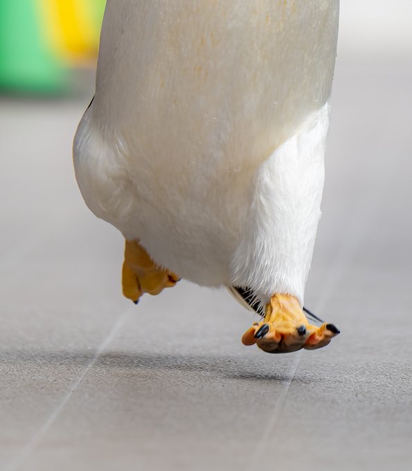 ペンギンが飛んだ 奇跡の1枚に反響 躍動感あふれる姿を激写した撮影者の思い Oricon News