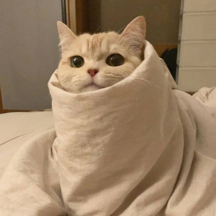 sunooroll ๑>ᴗ<๑ 

#SUNOO #ENHYPEN_SUNOO #l선우