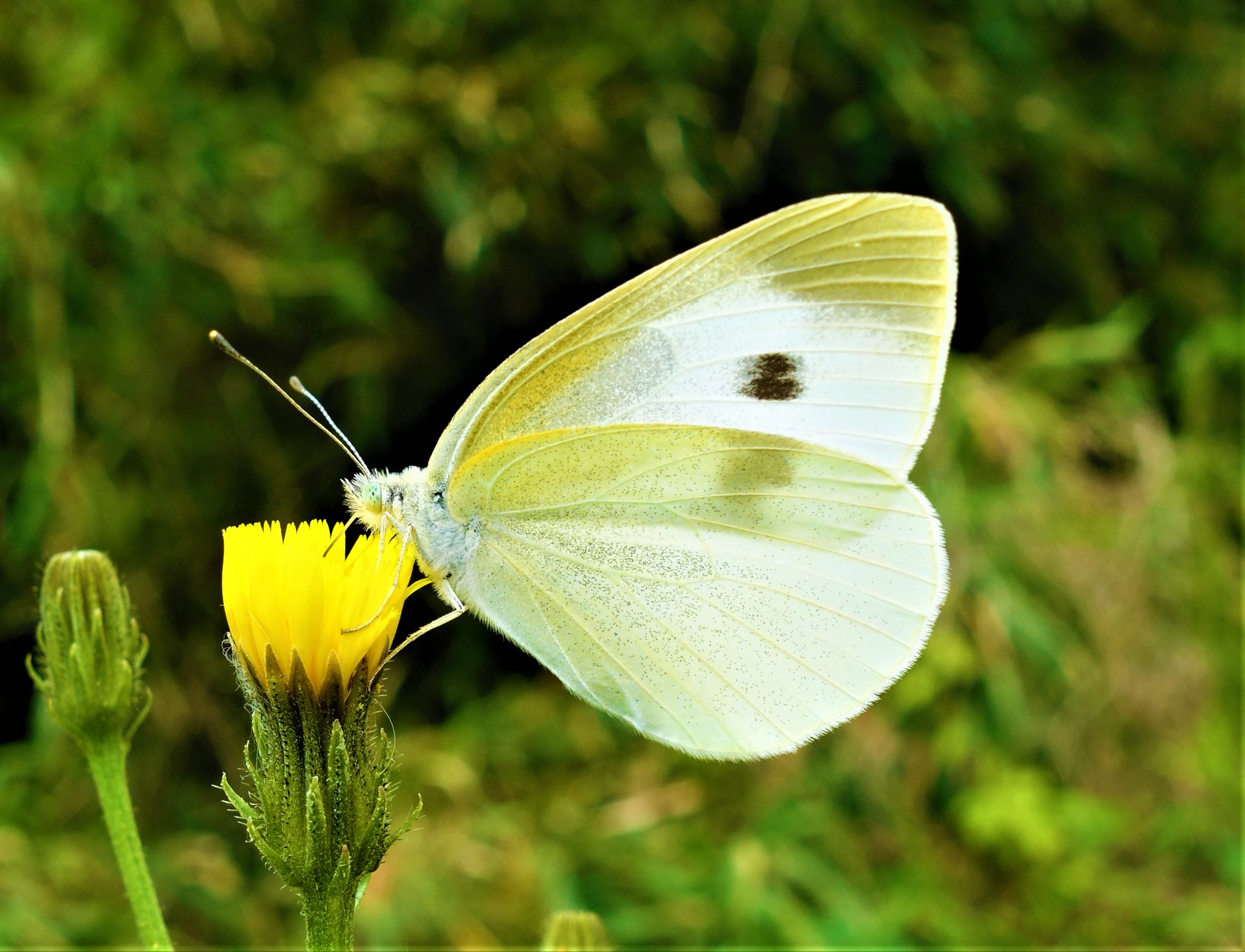 花蝶 モンシロチョウ 春型 様でございます 実は正式名称を 紋黒白蝶 モンクロシロチョウ と言います 黒い斑紋がある白い蝶 というわけです 写真参照 モンシロチョウ 紋白蝶 ですと白い斑紋がある蝶になってしまいますが 言い辛かっ