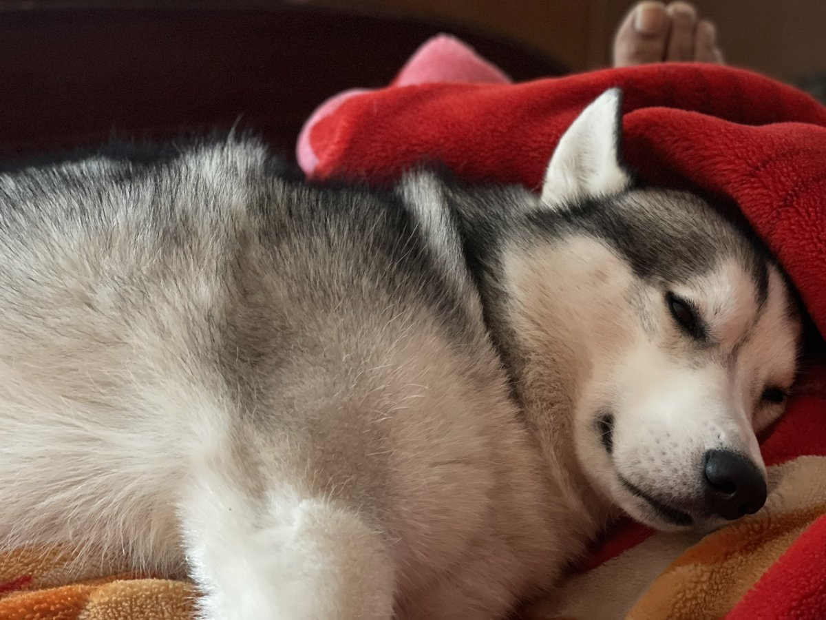 क्षमा!🙏
आज आप सबसे रात 8 बजे #RajKiBaat साझा नहीं कर पाऊँगा! 
सकारात्मकता के प्रवाह में बहने के आशंका के मद्देनज़र एकांत धारण किया है!
राजकिशोर के राज़दार फ़िलहाल #बटुक भाई हैं। 
जबसे तबीयत नासाज़ है मेरी, तबसे वह पास से हटने को तैयार नहीं!
अगले हफ़्ते होगी आपसे मुलाक़ात!🙏