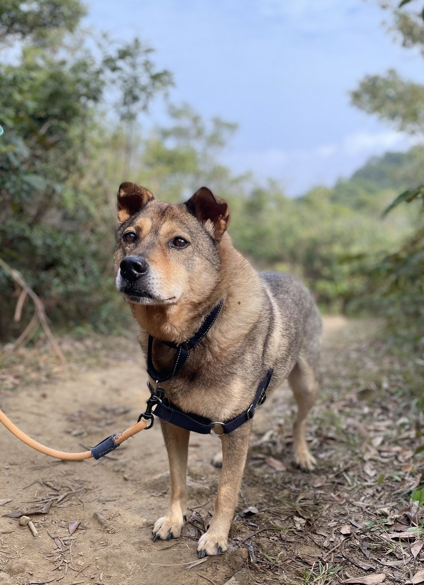 Maclehose Trail セッション8 を歩きました🐾
ずっと下りで、気をつけながら階段を降りました⛰
良い運動になった〜😊
#犬のいる暮らし