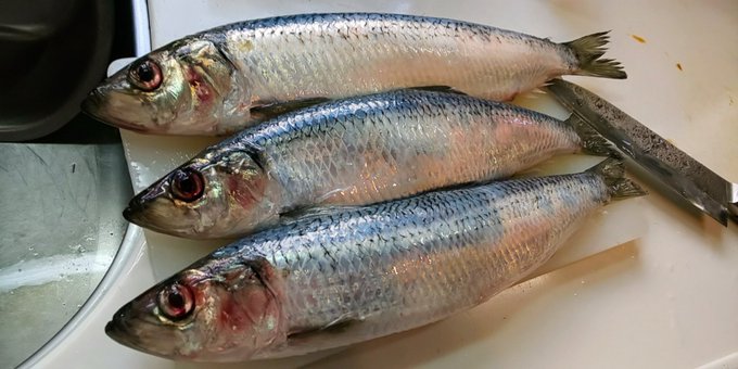 ニシンのtwitterイラスト検索結果 古い順