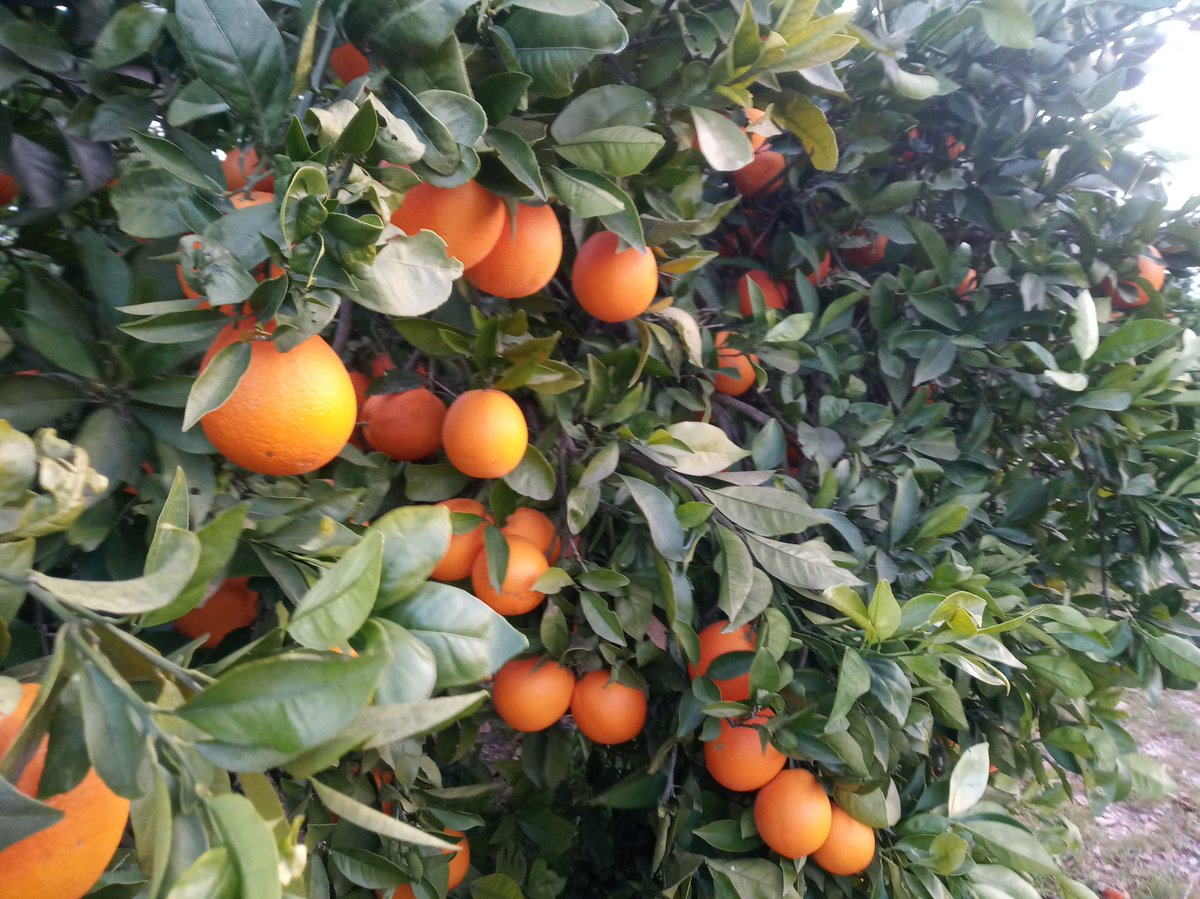 ismaelncfarmer's tweet photo. Trabajar un domingo frío y ventoso como el de hoy nunca fue agradable pero hoy sí que lo es tras las decenas de mensajes de apoyo. No puedo más que dar las gracias y mis disculpas a los que aún no he respondido. Buenos días https://t.co/ZGBsf9zDmr