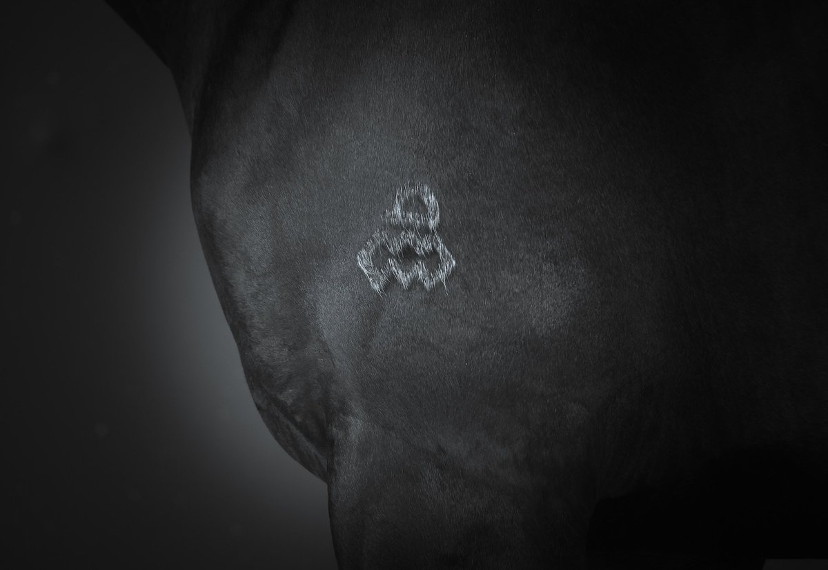 ArrowfieldStud's tweet photo. Did you know that from our last 5 years of graduate runners, almost 1 in 5 have won on debut? #magicstats #arrowfieldgraduates #puremagic https://t.co/1w98uPGyMI