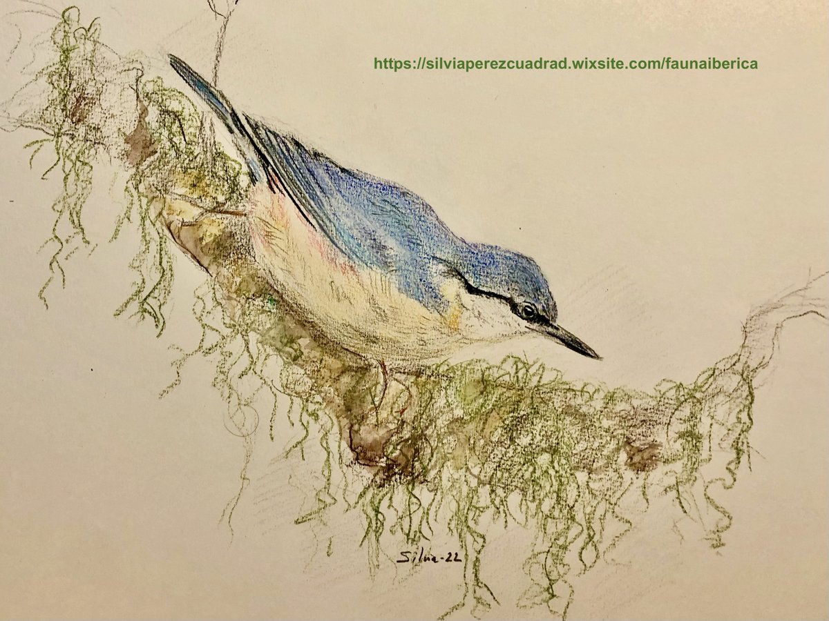 CientificateII's tweet image. Comparto otra de mis pasiones. Sólo soy una aficionada que intenta captar la belleza de mi entorno natural más próximo siempre con mirada científica. Disfruto con ello y, a veces, me encargan algún dibujo ✏️ (RT sólo si gusta 😊)#biodiversity 
silviaperezcuadrad.wixsite.com/faunaiberica