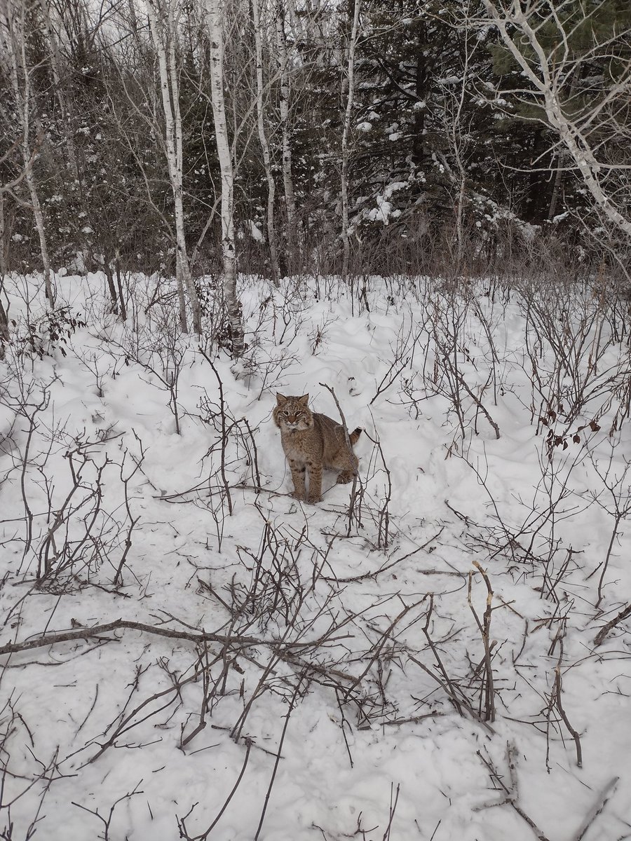 jgbassin's tweet image. Released a nice little cat this morning. Healthy little guy.