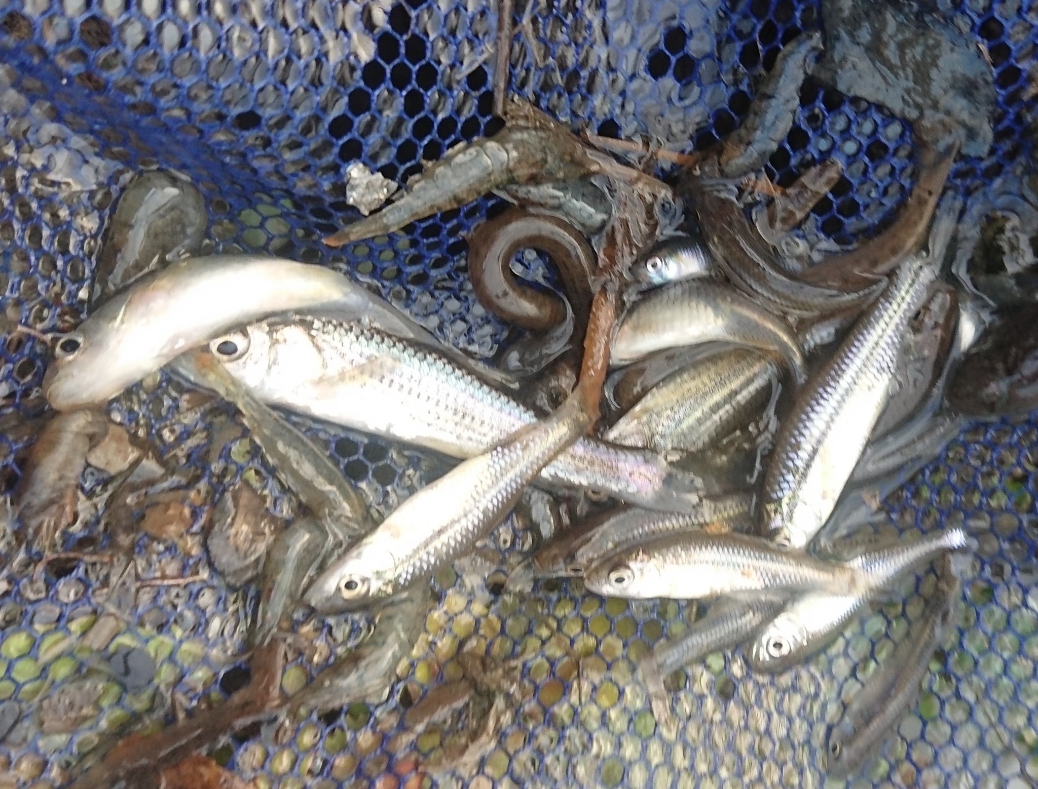 ガサガサ淡水魚部 川湖沼池水路の魚 今日は近場の用水路で1時間ほどガサガサしてきました 結果はモツゴ オイカワ タモロコ タイリクバラタナゴ マドジョウ ヨシノボリ メダカでした 冬でもいろんな種類の魚が見られます ここではレギュラーの ガサガサ淡水魚部 川湖沼池水路の魚 今日は近場の用水路で1時間ほどガサガサしてきました 結果はモツゴ オイカワ タモロコ タイリクバラタナゴ マドジョウ ヨシノボリ メダカでした 冬でもいろんな種類の魚が見られます ここではレギュラーの