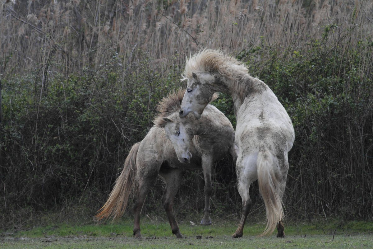 regioneFVGit's tweet photo. 😍 Inseriti in #FVG da oltre 30 anni, nella Riserva naturale regionale Foce dell'Isonzo - Isola della Cona, i Cavalli Camargue sono ormai insostituibili per l'importante ruolo che rivestono in questa zona. 
Scopri di più👉 https://t.co/zdEYZTa4Mv https://t.co/nYbf5SmoFO