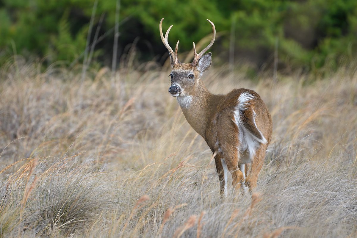 FonDenton_Art's tweet photo. You looking at my buck? 😉 #whitetail #wildlife #wildlifephotography https://t.co/Yb7T0hJ2UF