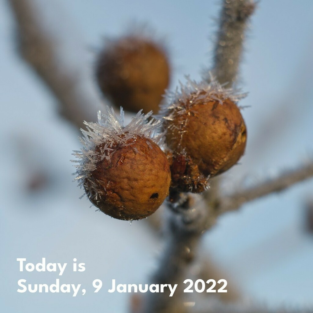 cunabula's tweet photo. Goodness, gracious, oak galls of ice!
Don't worry, I've already got my coat on. Sorry, not sorry.
______
#today #todayis #diary #calendar #photooftheday #lockdownproject
#nature #naturephotography #woodland #woodlandphotography #oak #oakgall #oakgalls… https://t.co/vtJOioL0Sk https://t.co/YTt0QFQh26