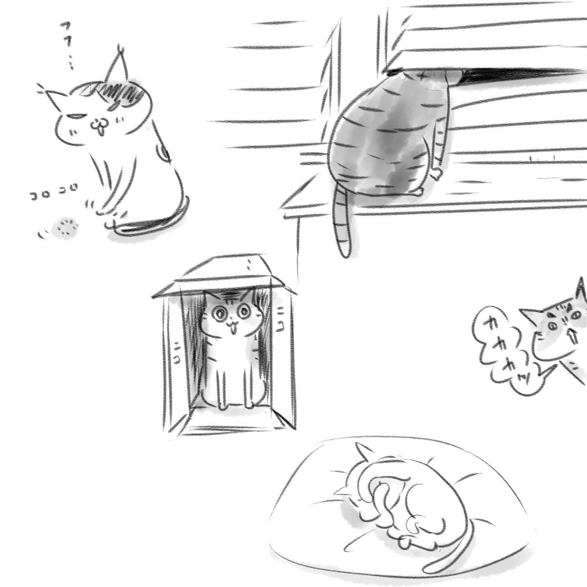 時々可愛すぎてキュンギレする飼い主です。(なにせ9ぴき全部可愛いから) 