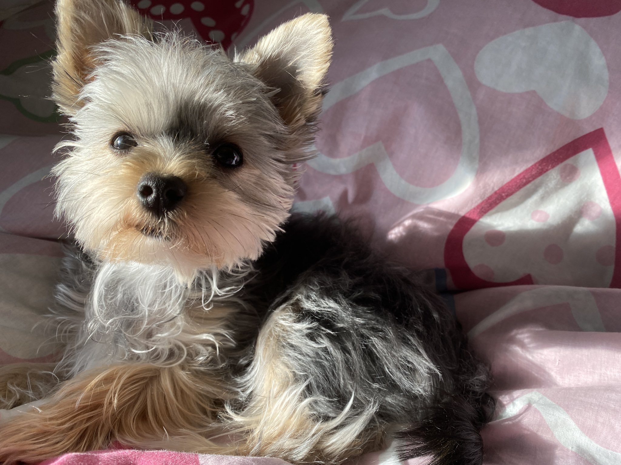 しゃちょーとチワプーラテ Emi Fullofsmile 可愛すぎですね Twitter