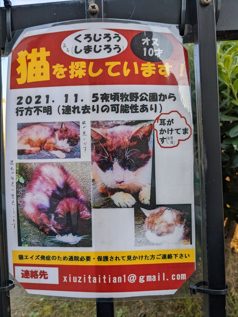 COCORINSUN's tweet photo. ご存知ありませんか？

京阪牧野駅　牧野公園から行方不明だそうです。

＃枚方市　＃迷い猫 https://t.co/i0Or1x7QZ8