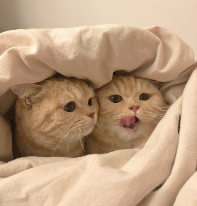 Duvet day for two ☺ ♥

#cats #CatsOfTwitter