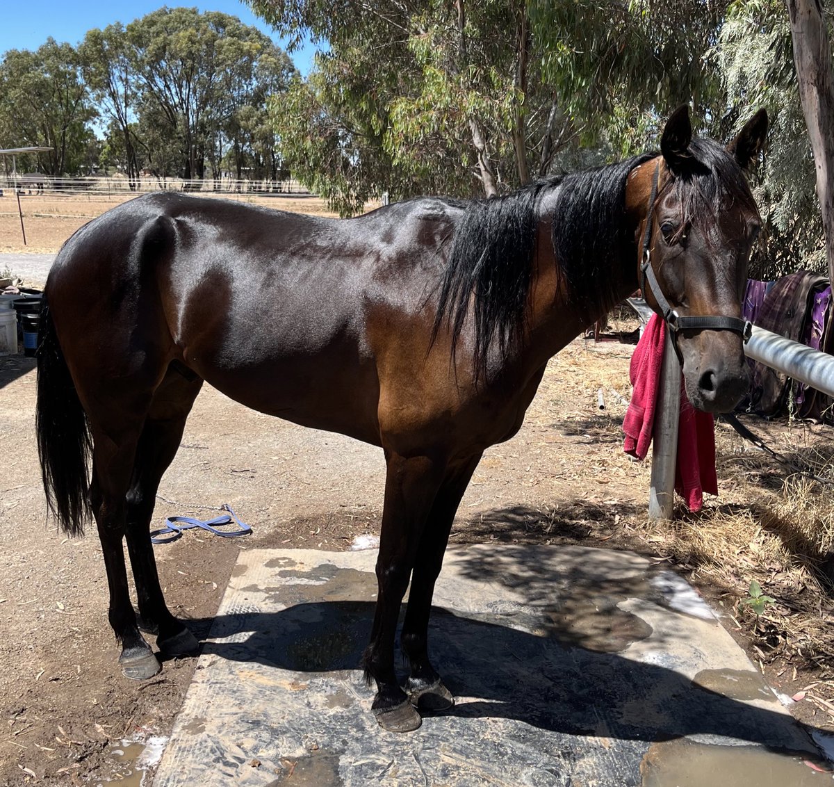 Mymatethomo ready for a return to the trials tomorrow night, been a long road back after he had a keratoma removed but after almost a year working on that foot we are ready for a hit out tomorrow 🤞🏼