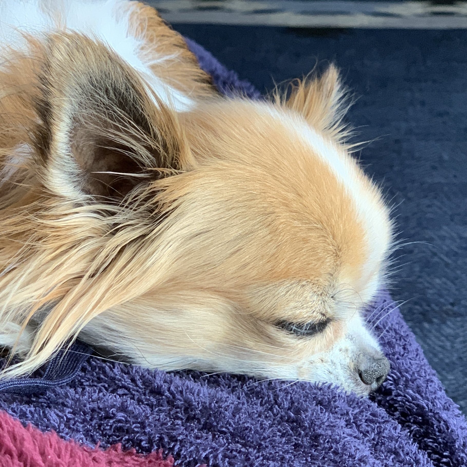 散歩が嫌いな犬 Twitter Search Twitter