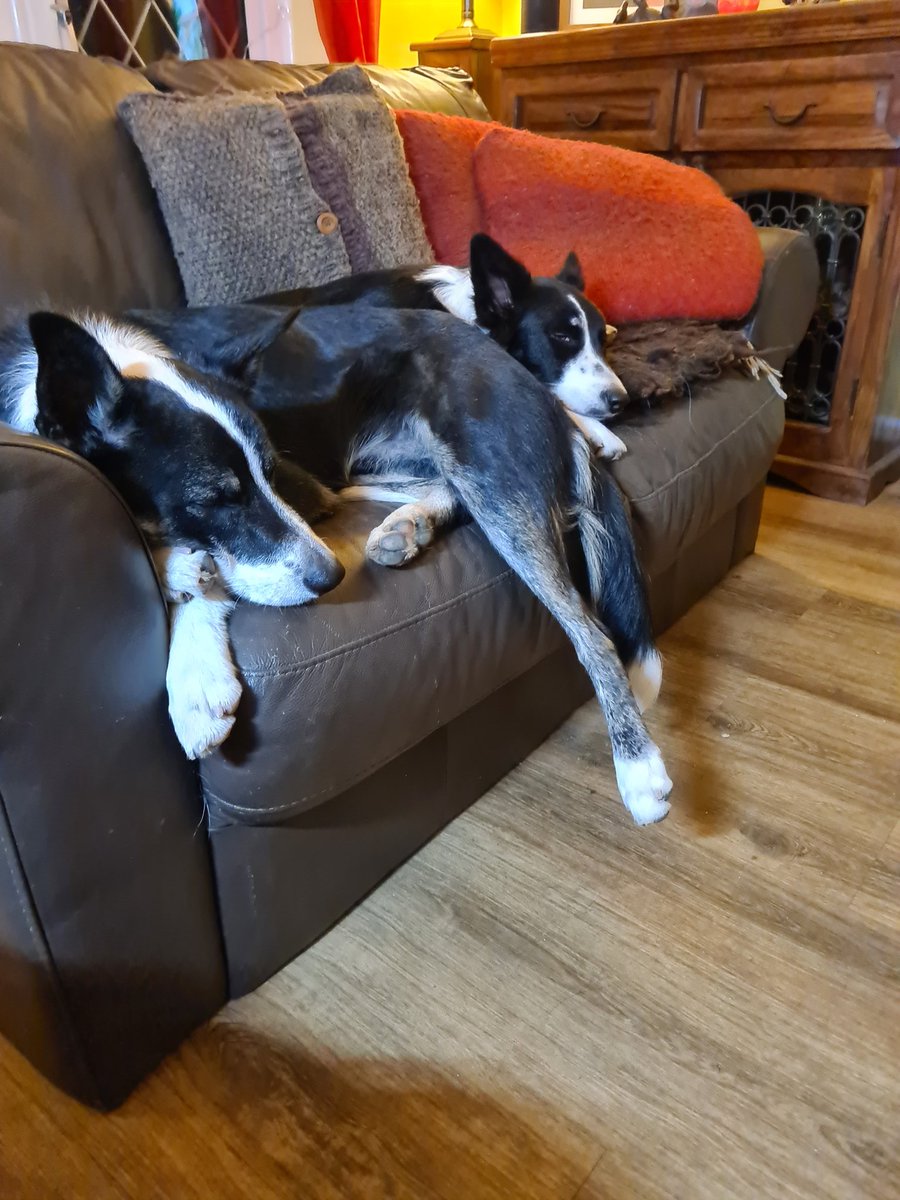 This is Laddie. He's similar in age to my own working bitch; they've bonded so well. He was a troubled soul without a purpose, a real problem child, but settled with us now. #sheepdogs