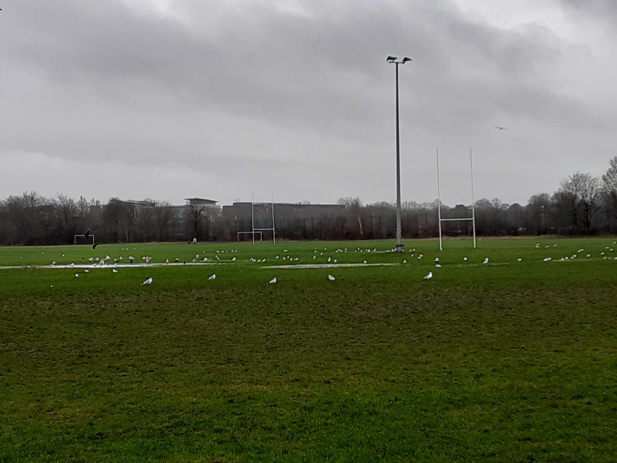 broughtonparkfc's tweet photo. Wet pitches this morning so M&amp;J Teams scheduled at home are getting a staggered run out on the 3G #GoodLuck to away Teams

9-10am U8s
10-11am U6s &amp; U7s
11-12 Noon U15s &amp; U14s
12-1pm U11&amp;12s :  U9&amp;10s

#HappyNewYear #NewPlayersWelcome #KidsFirstRugby 
#COVIDSelfCheckPreAttending https://t.co/qdOu7IJWiu