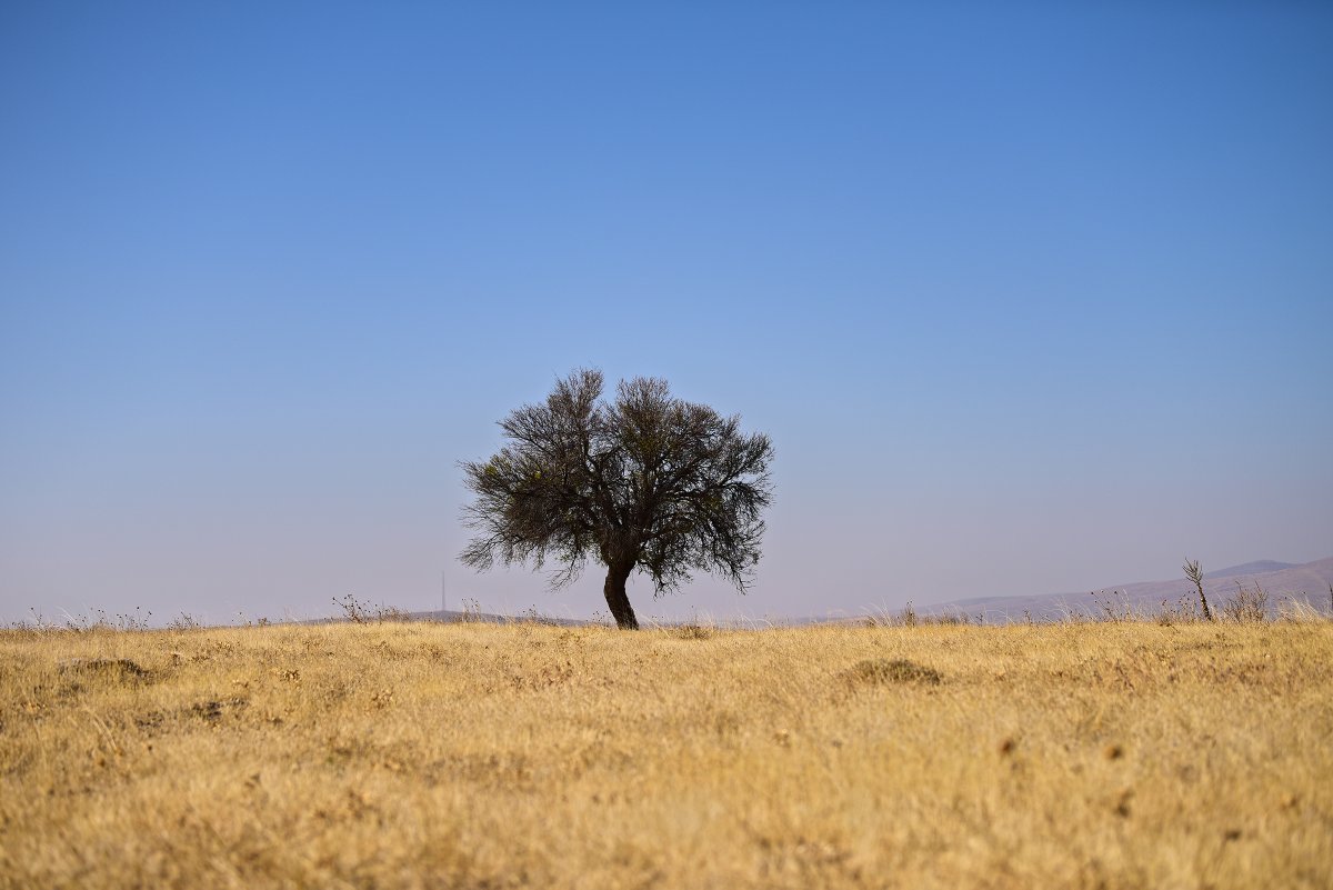 Seni öldürmeyen şey beni öldürebilir
Boğmayan su, yakmayan ateş, kesmeyen bıçak
Bunlar senin içindir.

Senin sesin çağları aşıp gelmiştir
Bense kuşların anlattığı o sessiz kıssa
Ağaçların en yalnızına.

İbrahim Altay