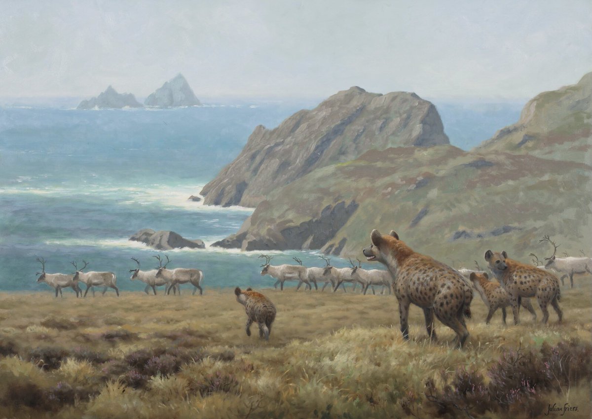 Reindeer and spotted hyena aren’t likely to encounter one another these days but they did live together in the past. Their ranges overlapped in much of Europe, including Ireland. West Kerry #extinctirishanimals #irishwildlife #extinction #paleoart #prehistoricanimals