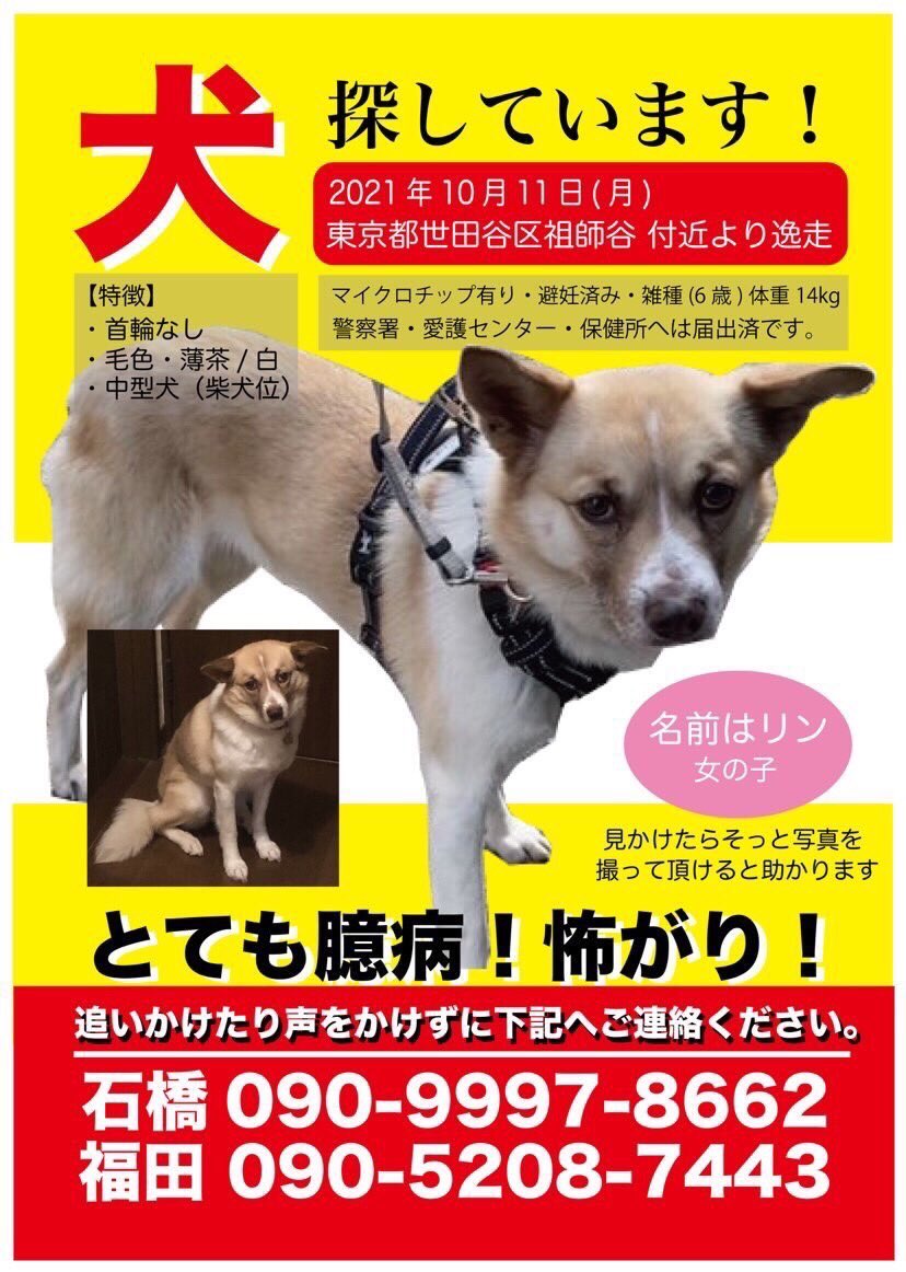 麦たろう 拡散希望 去年10月から探しています 10 26日には ローソン西東京市下保谷二丁目店 付近で写真で確認できました 12月以降 東村山シチズングランド 西武園ゴルフ場 にて似た犬情報が寄せられてます ただ 広範囲での捜索は継続してます