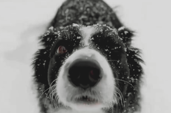 crimesansorder's tweet photo. 𝑺𝑨𝑫𝑵𝑬𝑺𝑺:

𝟏. Drooping upper eyelids.
𝟐. Losing focus in eyes.
𝟑. Slight pulling down of lip corners. https://t.co/qLfzZ56iTS
