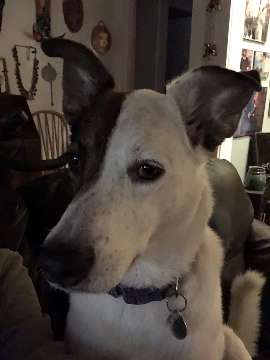 Hoomama waz laughing and laughing. She sayz my DNA sayz I, Rosie, iz mostly a pit bull. Hoomama thought dis bery funny cuz she thought me waz a whippet. But pit bulls are bestest doggos and she lubs me. 🙄❤️🐶🐾
#dogsoftwitter #ZSHQ #pitbull