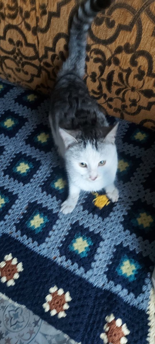 Ankara yuva. Anneleri köpek tarafından öldürüldü.  Evimde çok fazla kedi var. Yuva olurmusunuz. 0537 7615404