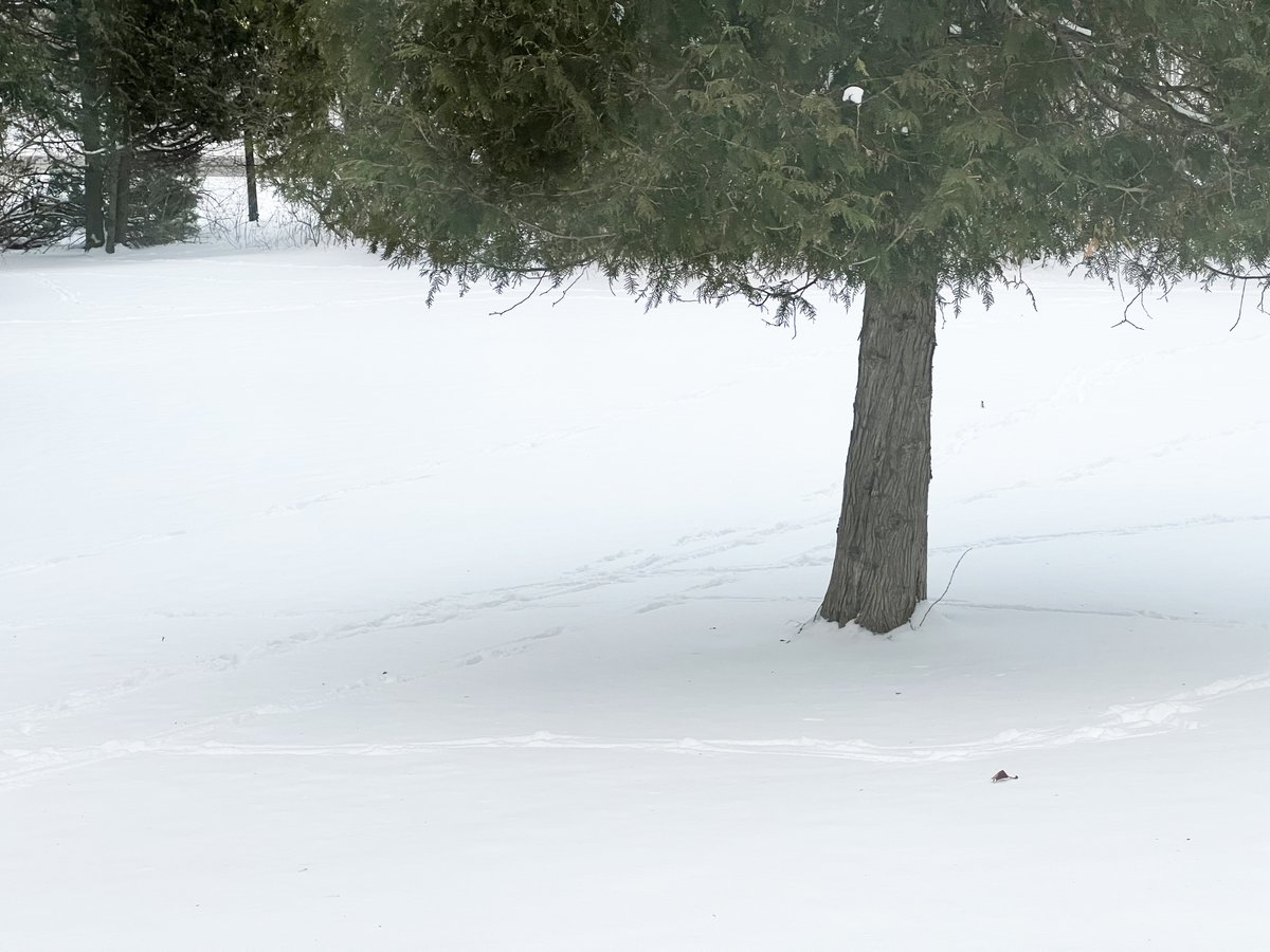 HighPointInn's tweet photo. Our property is pretty special - its peaceful and quiet, with #nature surrounding you, but a close to town. In the winter, there is nothing better than waking up to fresh snow with deer tracks through it!
#winter #deertracks #ephriam https://t.co/cN3uxBf9In