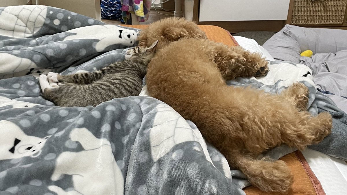 시끄러워서 보잖아?           조용해서 보잖아?
이러고 놀고있음                        이러고 자고있음