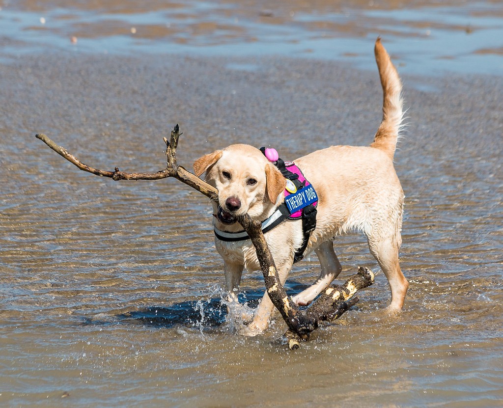 CdLCreative's tweet photo. Winter is actually an assistance dog rather than our #SundayPixPet. But we take #NotOurDog out so she can enjoy running around, big sticks and muddy puddles.
https://t.co/pAT07hecZb https://t.co/ogIqbDPmz9