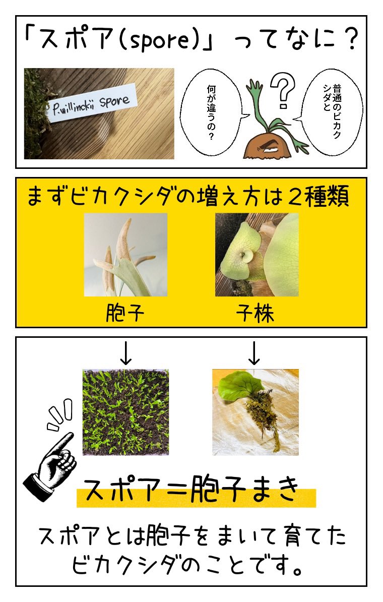 月刊ビカクシダの田中さん Peri Ireq Twitter 月刊ビカクシダの田中さん Peri Ireq Twitter