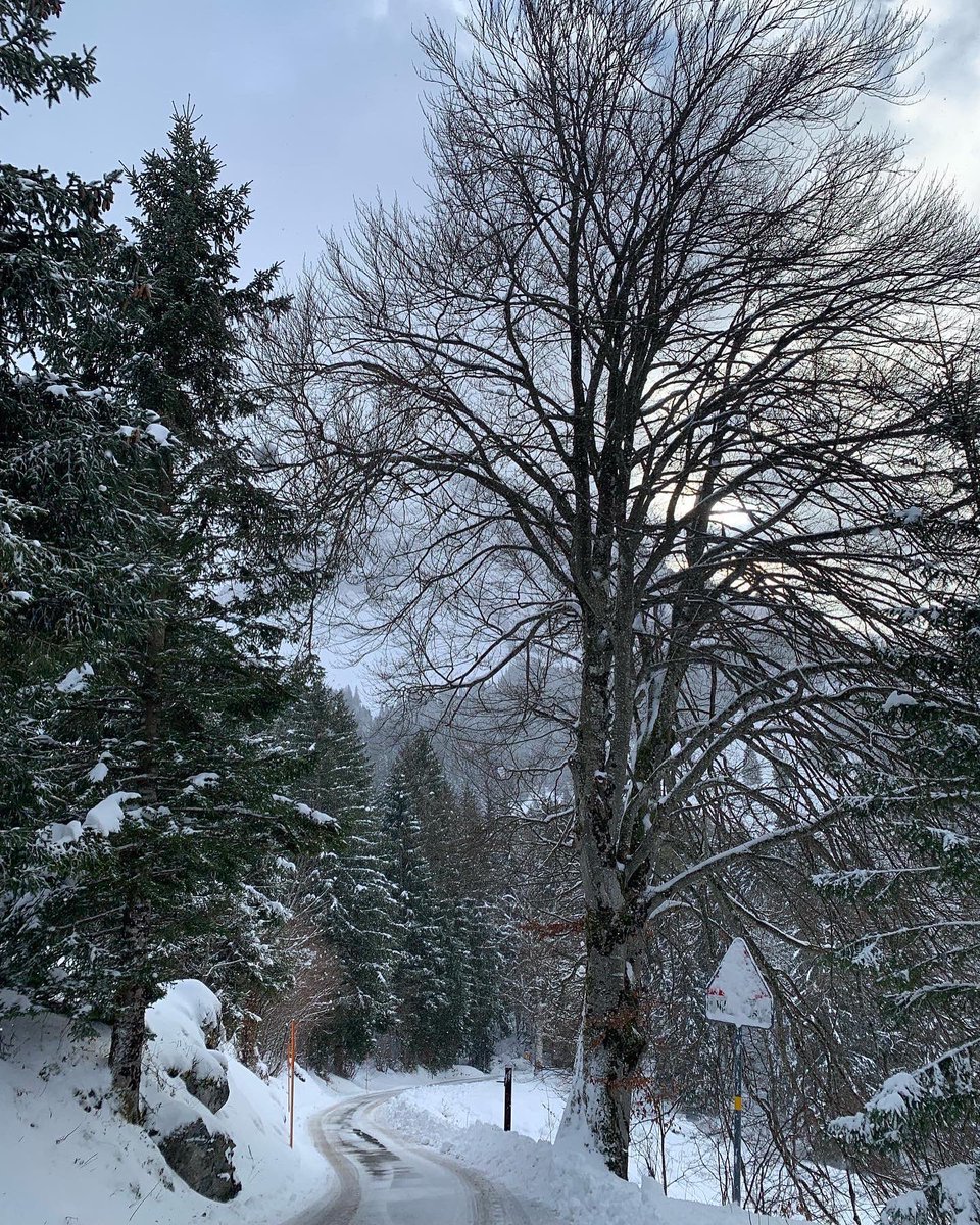 saeckelmeister's tweet photo. In der Nacht hat es frischen Pilverschnee gegeben☃️🌧❄️ #pulverschnee #neuschnee #winter #winterfun #berge #swissmountains #glarnerland #switzerland #skiliftschilt @skiliftschilt @glarnerlandtourismus https://t.co/Cei5AimBeR