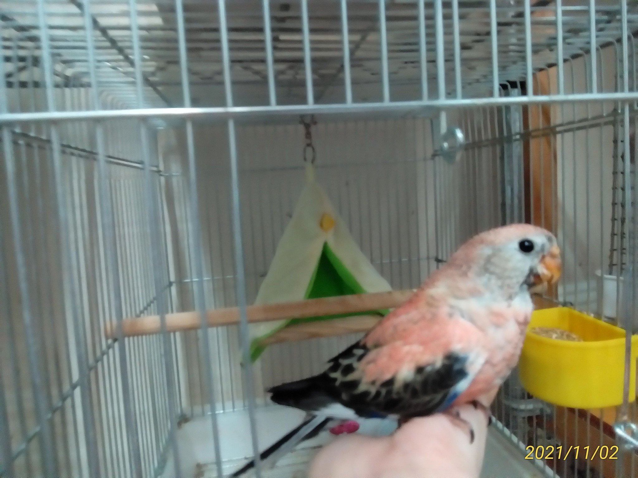 埼玉県鶴ヶ島ペットショップハピネス 小動物専門店 鳥メイン デグー 販売中です Inkokotori1621 Twitter