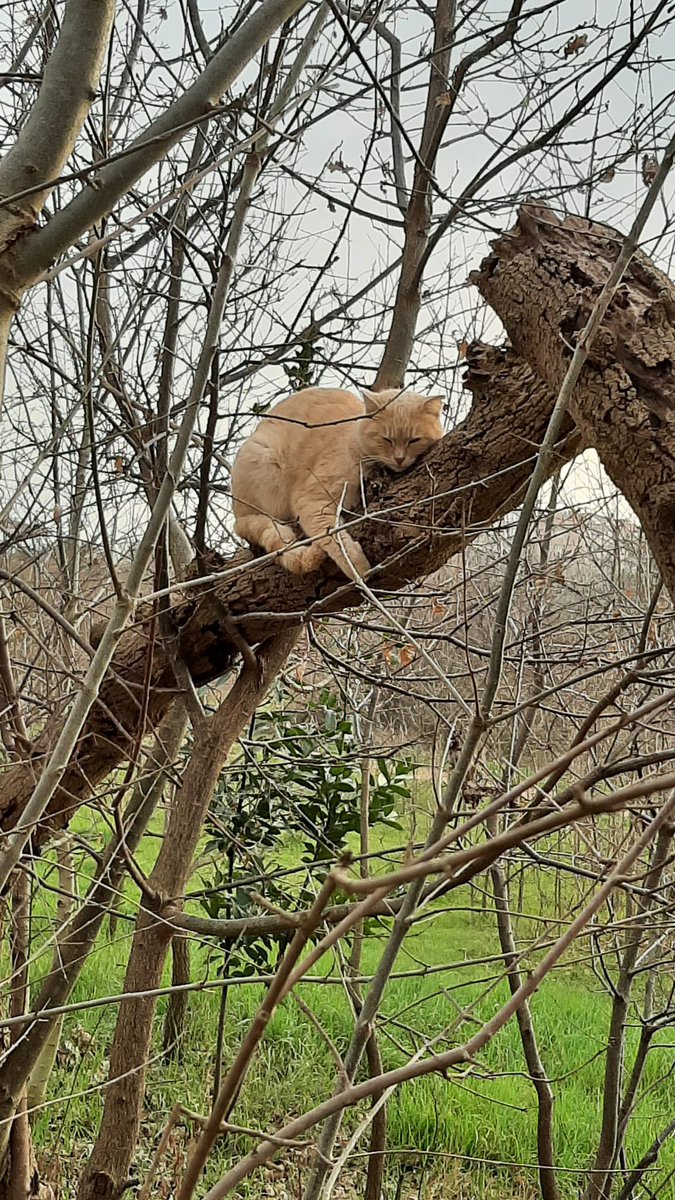validebagGonull's tweet image. #OrmanlardanEliniÇek Küçücük bir orman parçası için 24 sene savaşan bizler böyle bir kararı kesinlikle kabul edemeyiz.