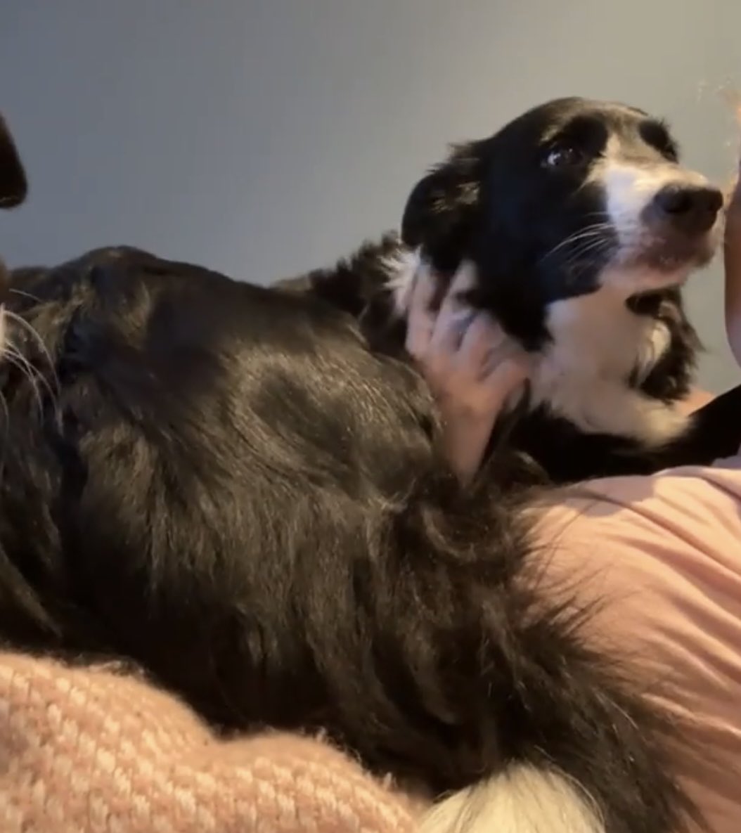 BOLUNGARVÍK! Píla er búin að vera týnd síðan 6. janúar á Bolungarvík eftir að hún fældist vegna flugelda. Ef einhver hefur einhver tengsl þangað vinsamlegast látið fólk vita. Hún er með 6 hvolpa heima sem bíða eftir henni.