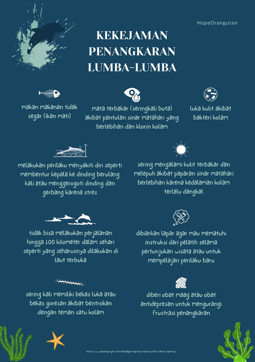 HopeOrangutan's tweet photo. Kalian masih ingat kasus lumba lumba yang sempat viral karena ditunggangi LL ini ga? This is truly another harrowing story from the world of conservation😭 https://t.co/1hXY3tMaC4