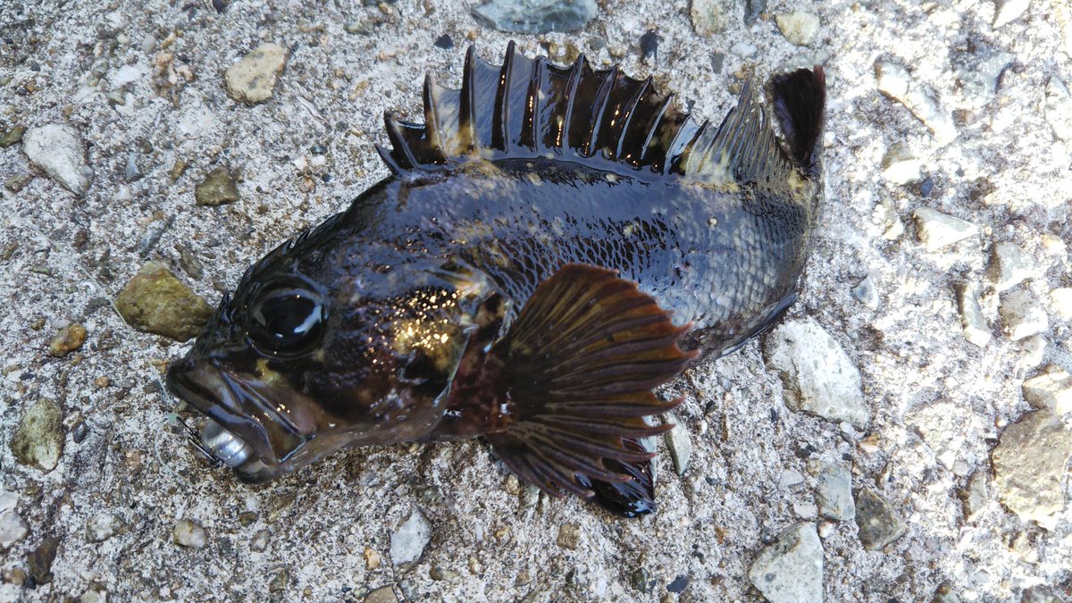 今年の初釣りは
・メバル
・カサゴ
・ムラソイ