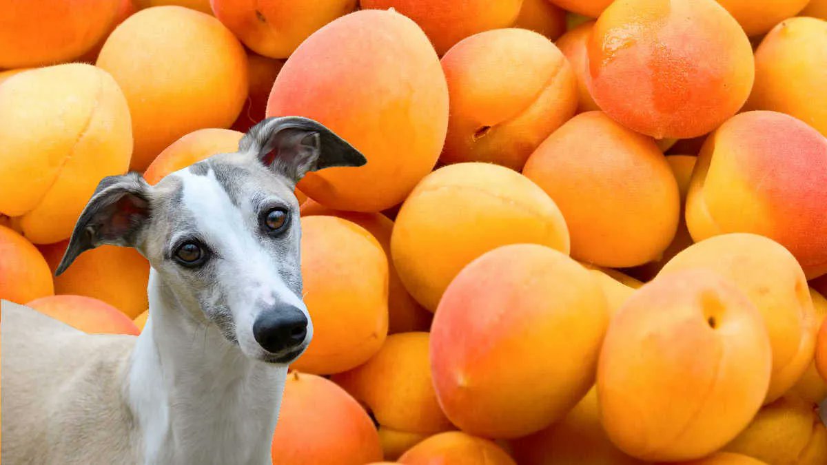 Can A Dog Eat Apricots