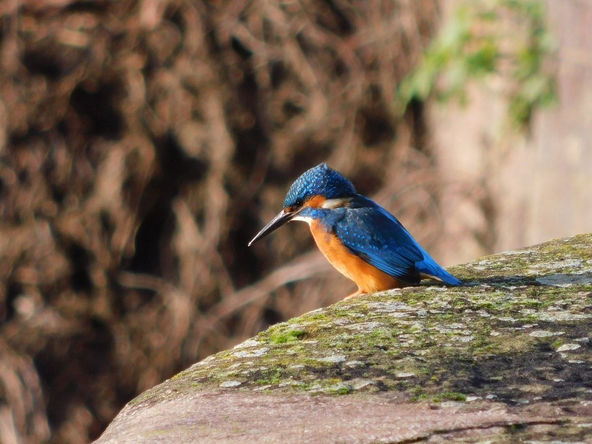 AP Capture with Freedom tweet media