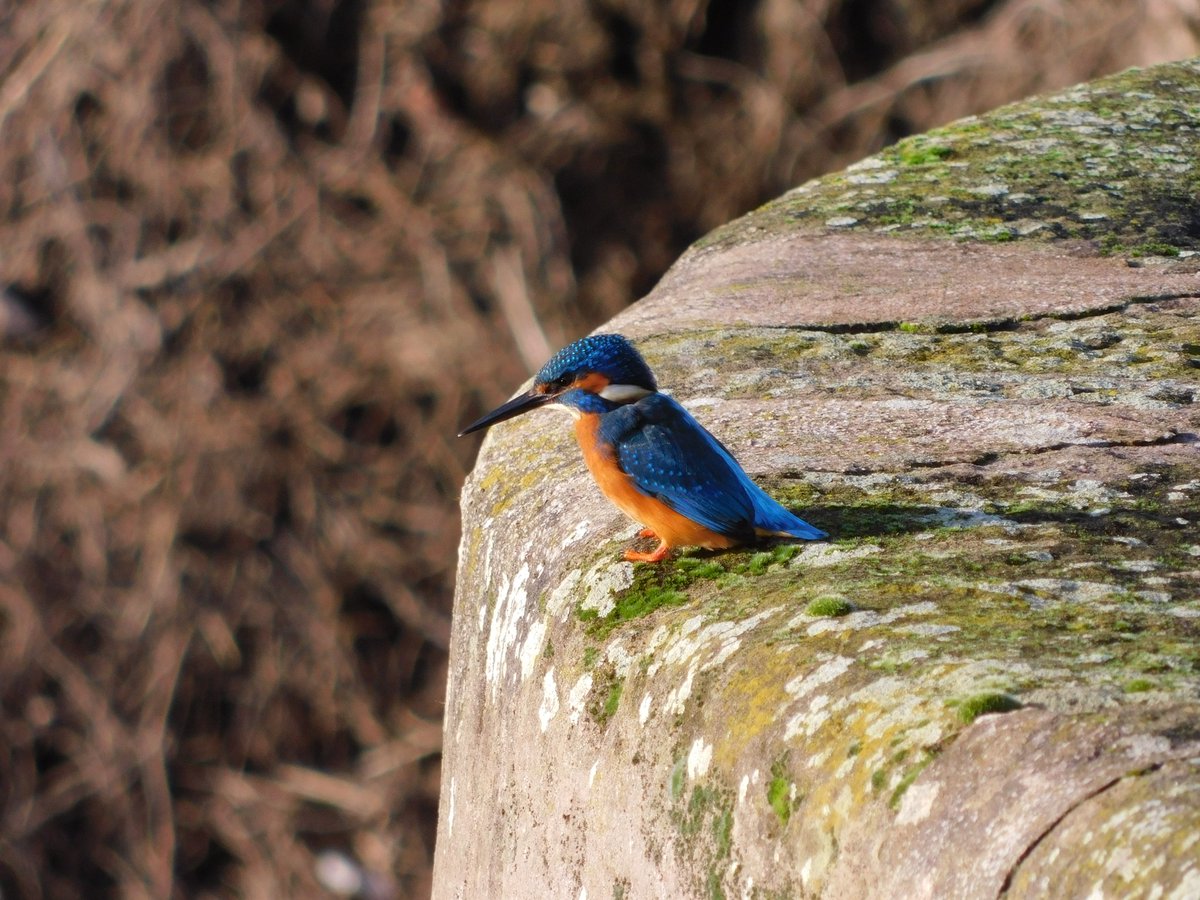 AP Capture with Freedom tweet media