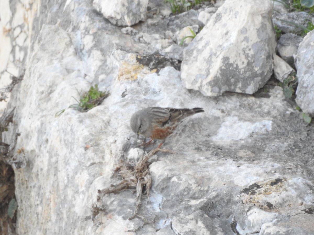 LiorBorenstein's tweet photo. After a long time without birdwatching I went last Friday to the Arbel cliff to look for the Alpine Accentor with my old friends from Eilat. It was a beautiful clear day and the bird was showing really nicely. A great start for the weekend! https://t.co/FUCOz3UX6k