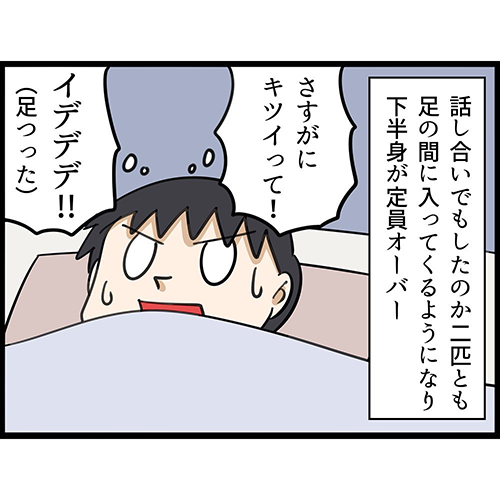 【漫画】猫兄妹が飼い主の布団でポジション争いした結果 悲鳴をあげつつ許してしまう飼い主に愛を感じる https://t.co/wA3dzLMWcM @itm_nlabより 