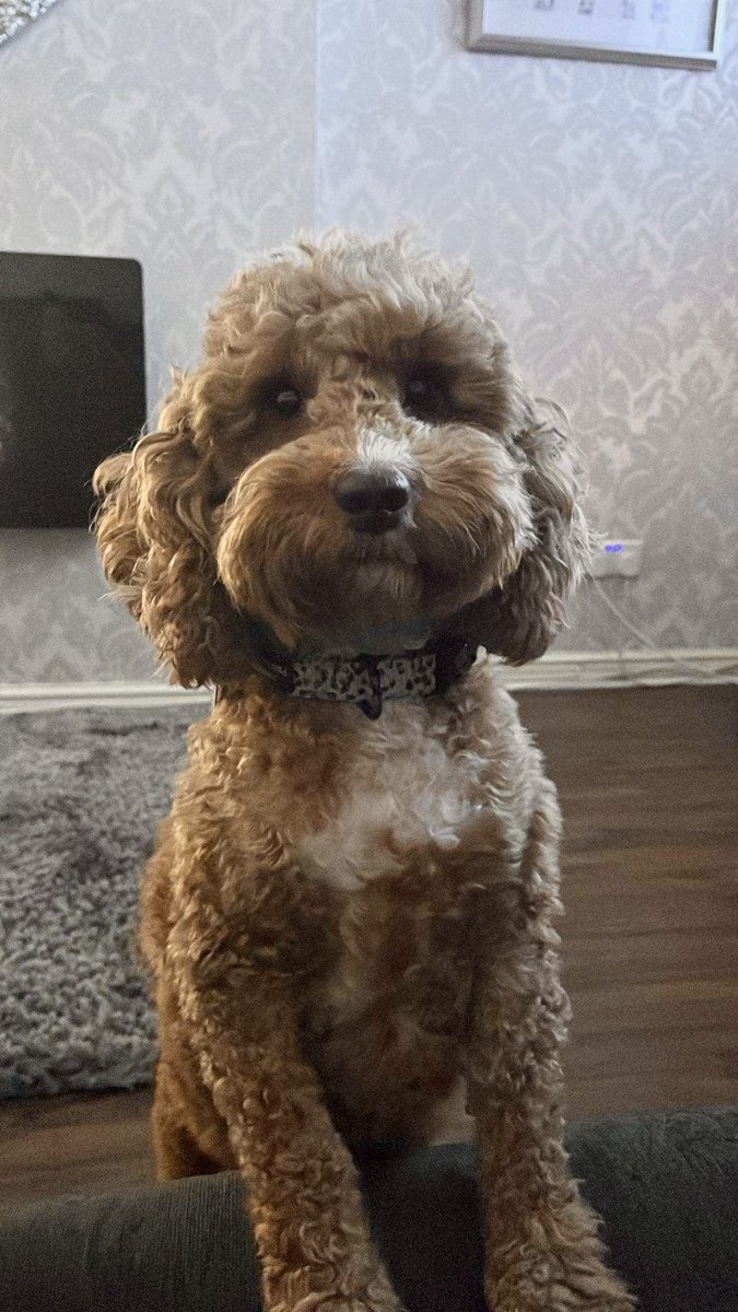 DottieCockapoo tweet picture