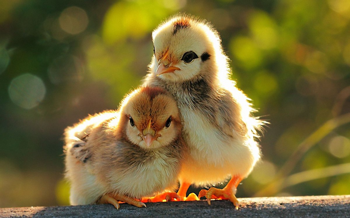 sprsimba1's tweet photo. Chicken chipchip https://t.co/zzw8r4SfD5
