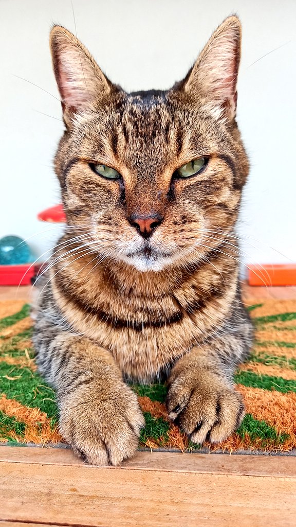 Yamapama's tweet photo. Disco is vredig op schoot van @Hihiwiwi ingeslapen en de dierenarts, op zijn vrije dag, was super lief.

Bon voyage, Disco. You had a good run. Je zal altijd in ons hart blijven en nu ben je bij je lieve ChuChu. 

Dank voor alle support, vriendjes, volgers en niet-volgers.

Salú! https://t.co/aWHkWRY3t4